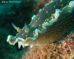 Ipselodoris Picta, by Max Ardizzoni
Tipical nudibranch o... by Max Ardizzoni 